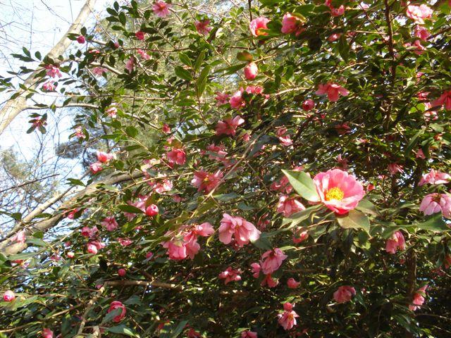 17Winter 2010-2011 406